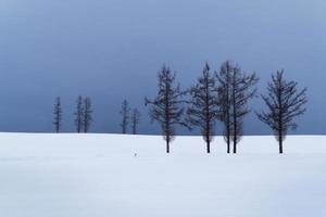 Snow plain of Biei town with small tree on winter. Hokkaido, Japan. photo