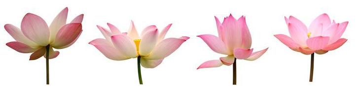 Collection Lotus isolate on white background photo