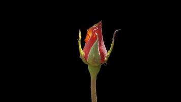 beautiful red rose flower on black background photo