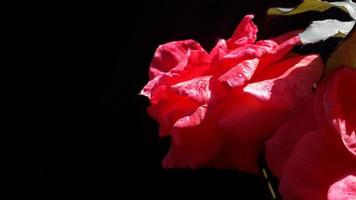 beautiful red rose flower on black background photo
