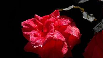 beautiful red rose flower on black background photo