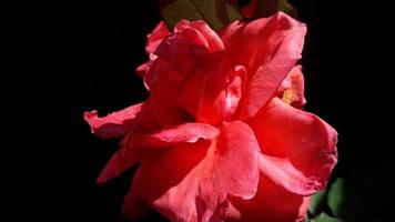 beautiful red rose flower on black background photo