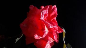 beautiful red rose flower on black background photo