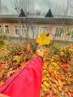 Branches of autumn trees photo