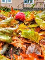 Branches of autumn trees photo