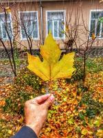 Branches of autumn trees photo