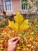 Branches of autumn trees photo