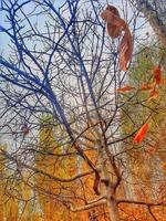 Branches of autumn trees photo