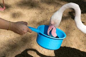 hand feeding flamingo photo