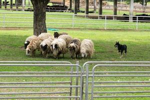 Sheep guided by dog and shepherd photo