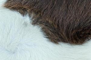 a horse fur close up photo