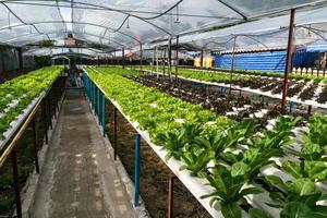 hortalizas hidropónicas que crecen en invernadero foto