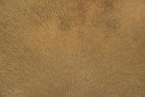 a horse fur close up photo