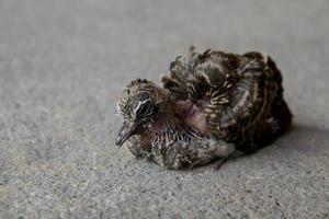 little bird baby zebra dove stand alone photo