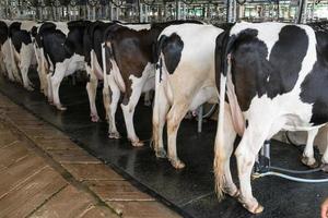 Dairy cow. cow in a farm photo