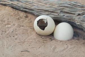 huevo de avestruz en el desierto foto