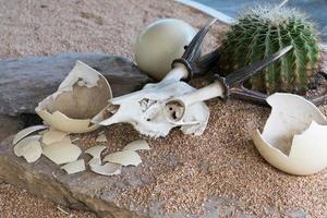 cráneo animal y huevo de avestruz en el desierto foto