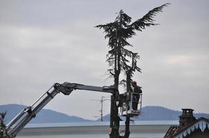 Jardinero irreconocible podando un árbol foto