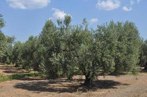 olivos en chalkidiki foto