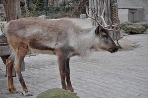 Deer mammal animal photo