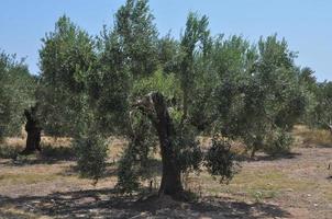 olivos en chalkidiki foto