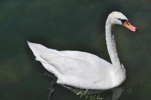 Swan bird animal photo