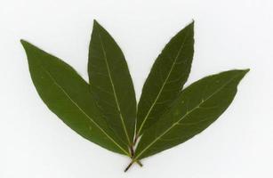 laurel bay sc. name Laurus nobilis tree leaves photo