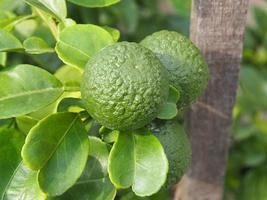 group of green pomelo fruit in organic farm photo