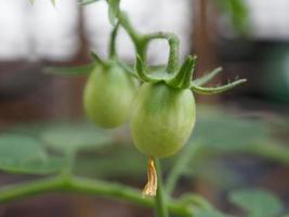 green tomato focused on blur background in organic farm photo