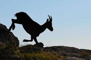 Ibex in silhouette jumps among the stones photo