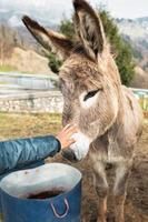 una pequeña mano acaricia un burro foto