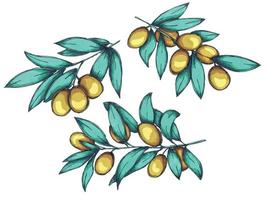 Vector illustration of olive branch. Colorful hand drawn eco food clipart isolated on white background. For print, web, design, decor.