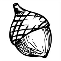 Vector hand drawn acorn illustration isolated on white background. Autumn botany sketch.