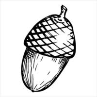 Vector hand drawn acorn illustration isolated on white background. Autumn botany sketch.