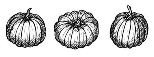 Vector hand drawn illustration of pumpkin. Isolated object on white background. Vegetable harvest clipart. Farm market product. Elements for autumn design, decoration.