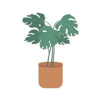 Monstera flower in a pot. Potted plant in flat style isolated on white background. Vector illustration