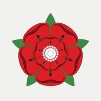 Red Rose of Lancaster Drawing Illustration on Grey background. vector