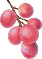 Watercolor pink grape isolated on white. Hand drawn watercolor illustration vector