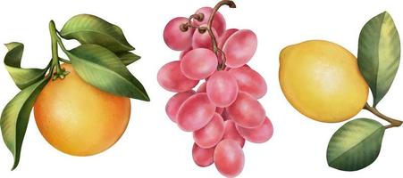 acuarela limón, uva y naranja clipart conjunto aislado en blanco. dibujado a mano ilustración acuarela vector