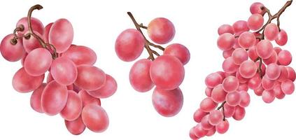 conjunto de imágenes prediseñadas de uvas rosas acuarela aislado en blanco. dibujado a mano ilustración acuarela vector