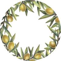 Watercolor frame of olive branches with fruits. Hand painted floral circle border with yellow olive fruit and tree branches isolated on white background. vector