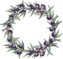 corona de acuarela de ramas de olivo con frutas. borde de círculo floral pintado a mano con frutos de olivo y ramas de árboles aisladas en fondo blanco. vector