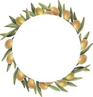 Watercolor frame of olive branches with fruits. Hand painted floral circle border with yellow olive fruit and tree branches isolated on white background. vector