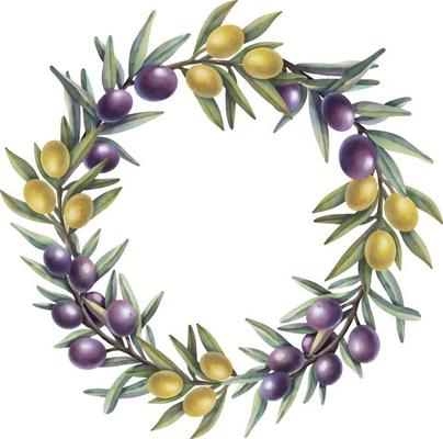 Watercolor wreath of olive branches with fruits. Hand painted floral circle border with yellow and purple olive fruit and tree branches isolated on white background.