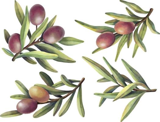 Watercolor set of olive branches with purple and yellow fruits. Hand painted illustration with purple olive fruit and tree branches isolated on white background.
