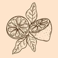 Composition cut lemon with leaves vintage vector