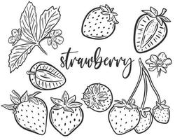 Strawberry sketch set vector illustration
