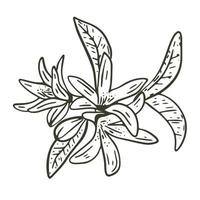 Lemon tree inflorescence hand drawn engraving vector illustration