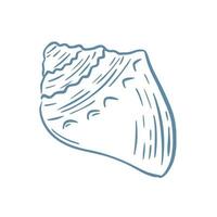 Seashell sketch vector illustration