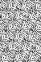 Black and white hand drawn fantasy flower isolated, background. Seamless pattern with tropical doodle floral element. vector